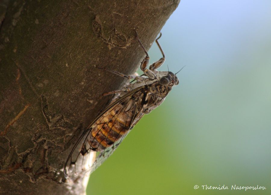 Cicada orni mating